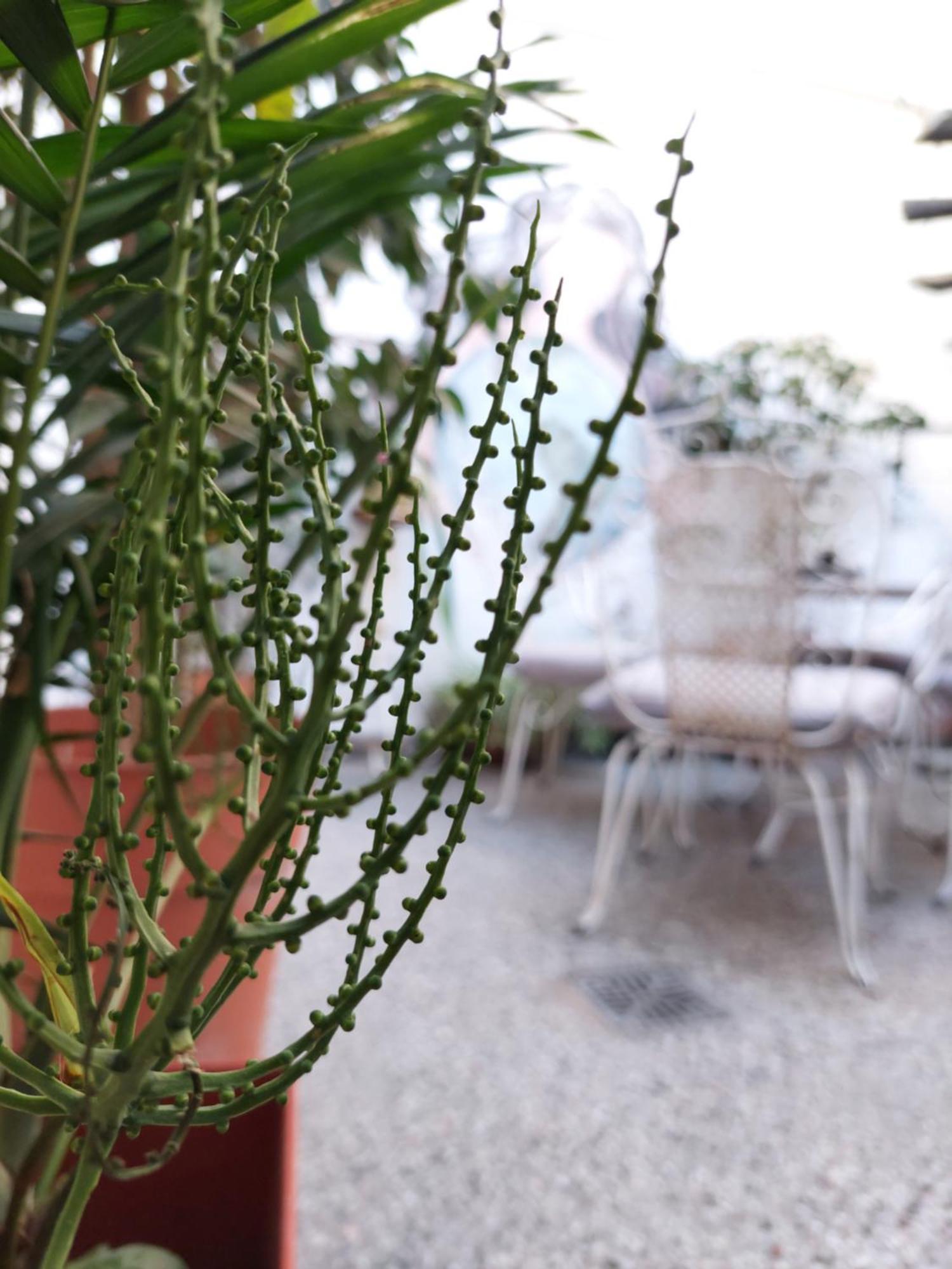 Hostal La Pachamama ซัลตา ภายนอก รูปภาพ